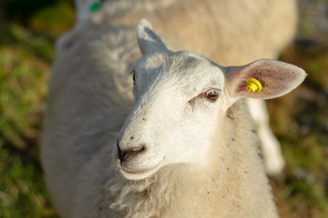Norwegian sheep
