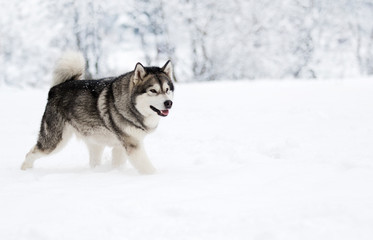 Alaskan Malamute dog on a winter