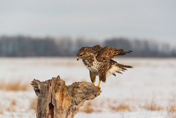 Photo of common buzzard buteo buteo on a tree