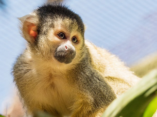 Cute little monkey (pigmy marmosets) in World of Birds park, Cape Town, South Africa.