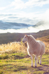 Fototapeta premium Norwegian sheep