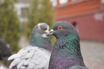 pigeon on a background