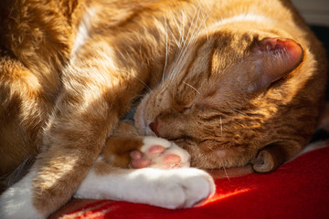 sleeping cat sunlight