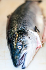 The mighty Wild Atlantic salmon travelling to spawning grounds during the summer in the Scottish highland. The salmon in this picture is leaping up the a very large waterfall called the Falls of Shin