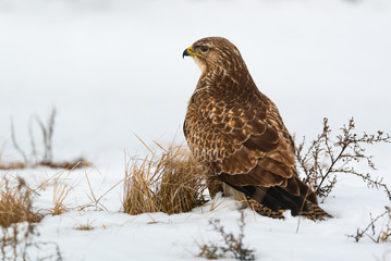 Common buzzard buteo buteo on winter field