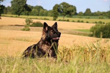 beautiful german shepherd is lying in a corn field