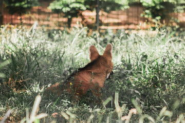 animal in the zoo