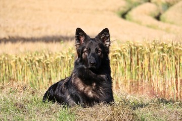 beautiful german shepherd is lying in a corn field