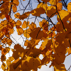 Yellow leaves of linden against the sky and the backlight. Autum