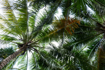 Fototapeta na wymiar beautiful palms coconut tree