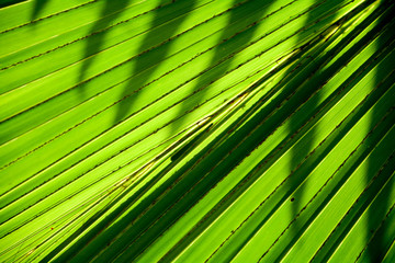 Lines and textures of Green Palm leaves