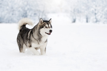 Alaskan Malamute dog on a winter