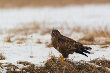 Common buzzard buteo buteo on winter field