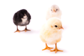 Three small chickens isolated on a white background. Black, white and yellow chickens. Yellow chicken stands far from others and looks right.