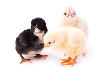 Three small chickens isolated on a white background. Black, white and yellow chickens look at the camera