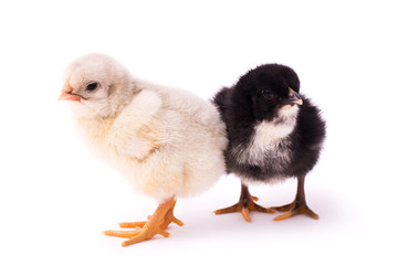 Fototapeta premium Two small chickens isolated on a white background. Black and white chickens stand together