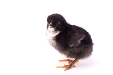 Small black chicken isolated on a white background.