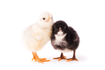 Two small chickens isolated on a white background. A couple of black and white chickens stand together and look at the camera