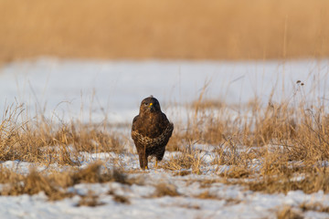 Common buzzard buteo buteo on winter field