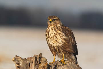 Photo of common buzzard buteo buteo on a tree