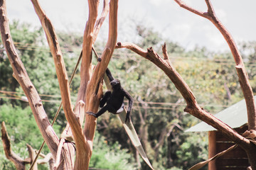 monkey in the zoo