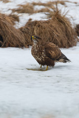 Common buzzard buteo buteo on winter field
