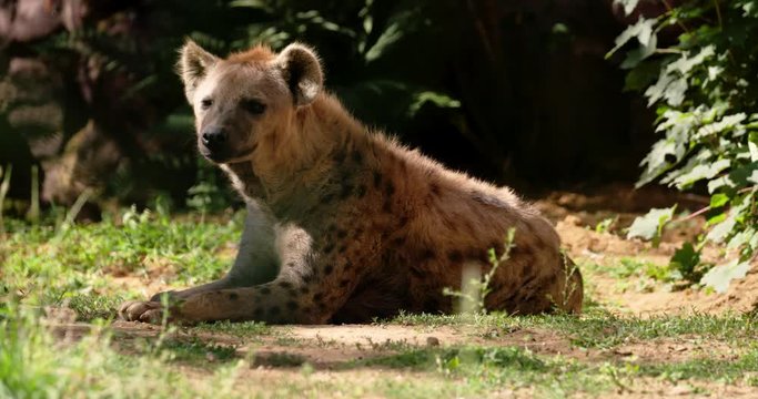 lazy hyena