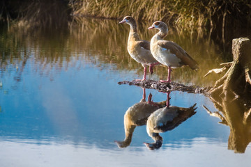Zwei Gänse stehen auf einem Ast im Wasser