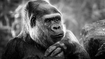 Black and white portrait of a gorilla © denisapro