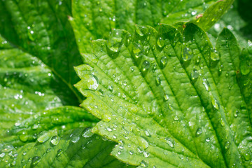 Strawberry leaves with drops of water after the rain