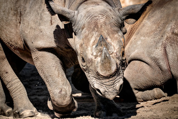 Wild rhino, rhinocero