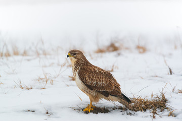 Common buzzard buteo buteo on winter field