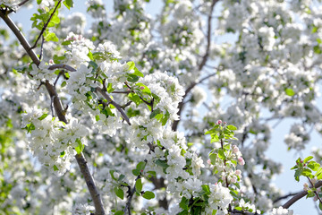Branches of blooming apple tree, flowers with white petals, spring fruit garden