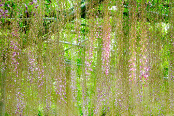 beautiful spring flowers series, wisteria trellis in garden