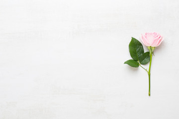 Fototapeta premium Flowers valentine day composition. Frame made of pink rose on gray background. Flat lay, top view, copy space.
