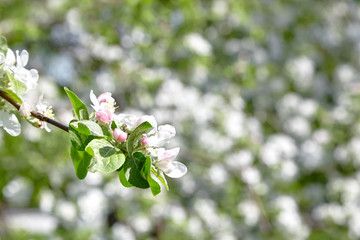White apple tree flowers, spring fruit garden