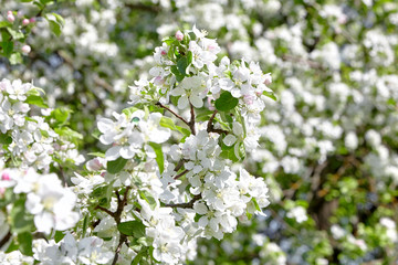 Branches of blooming apple tree, flowers with white petals, spring fruit garden