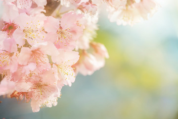 Sakura Flower or Cherry Blossom With Beautiful Nature Background