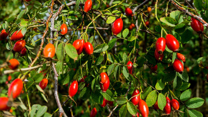 Hagebuttenbusch mit Fr&uuml;chten