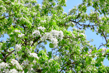 Branches of blooming apple tree, flowers with white petals, spring fruit garden