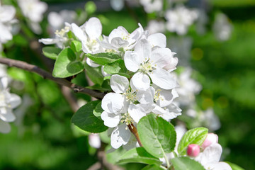 White apple tree flowers, spring fruit garden