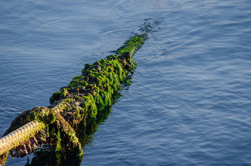 Naklejka na ściany i meble Old Mossy Rope in The Sea