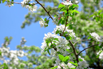 White apple tree flowers on blue sky background, spring blooming fruit garden