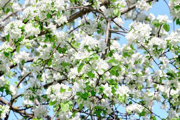 Branches of blossoming apple tree. Flowers with white petals. Spring blooming fruit garden