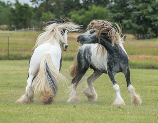 Obraz na płótnie Canvas Gypsy Vanner horse stallions play