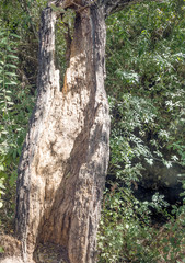 Path in the forest on a sunny day