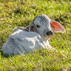 Brahman calf lying in grass