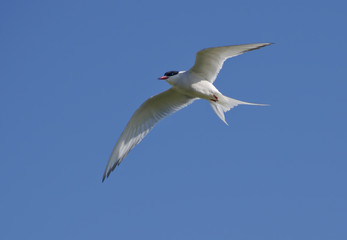 Arctic tern (Sterna paradisaea) in flight