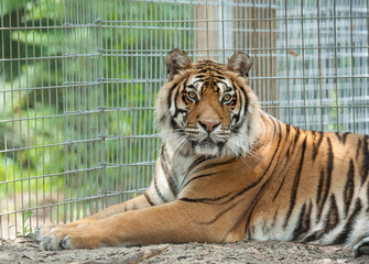 Captive Bengal tiger male