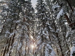 Wald im Winter